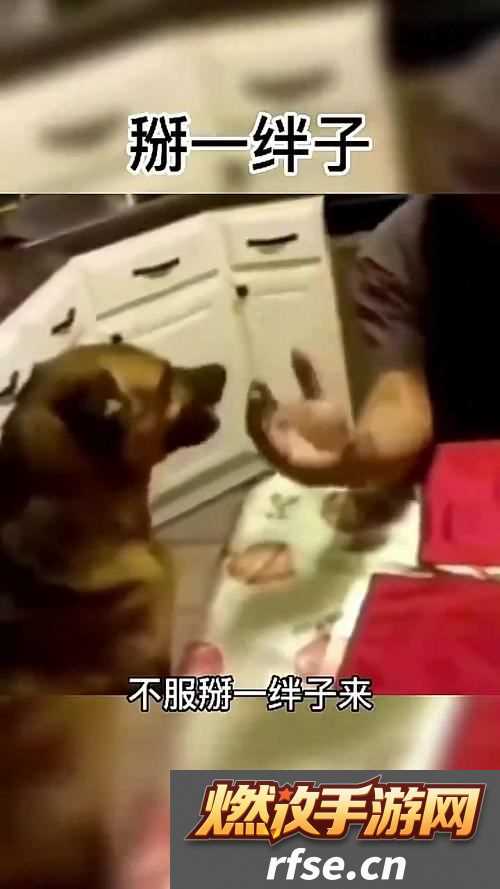 观看《人狗大战2免费观看正版》带你体验动作与幽默的完美结合